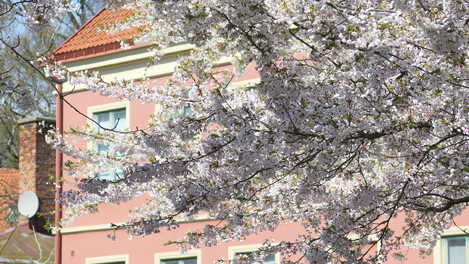 Tokyo Körsbär Prunus Yedoensis blommar överdådigt med ljusrosa blommor